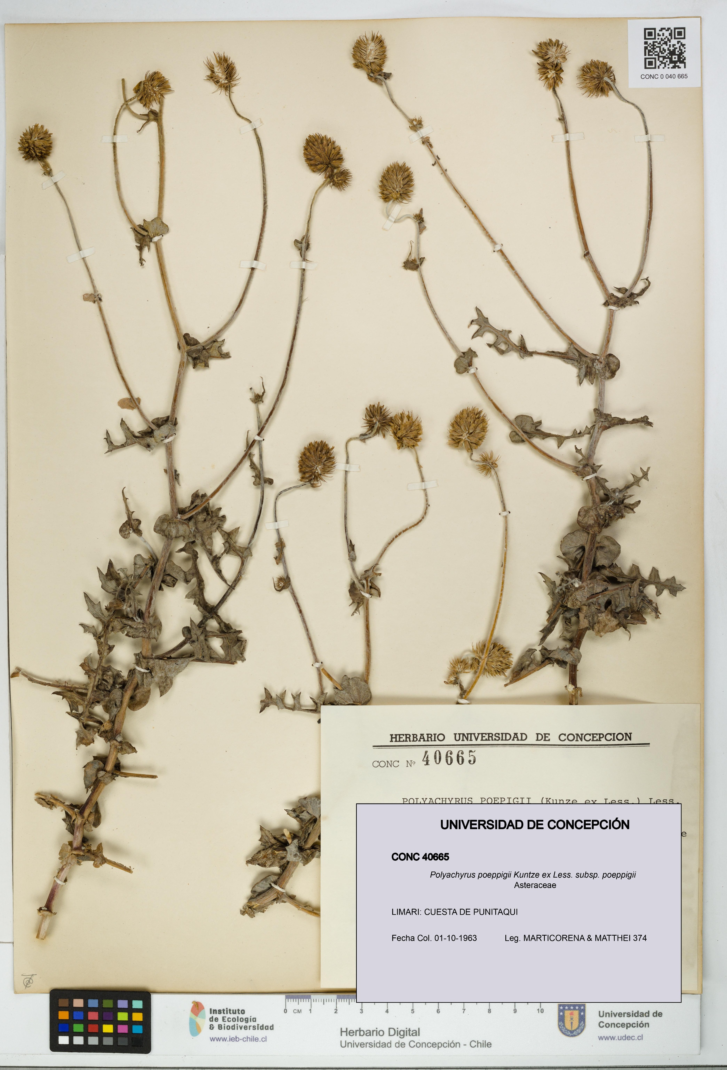 Polyachyrus poeppigii [Espécimen: UDEC:CONC:0040665]