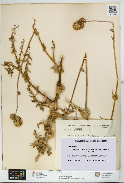 Polyachyrus poeppigii [Espécimen: UDEC:CONC:0040666]