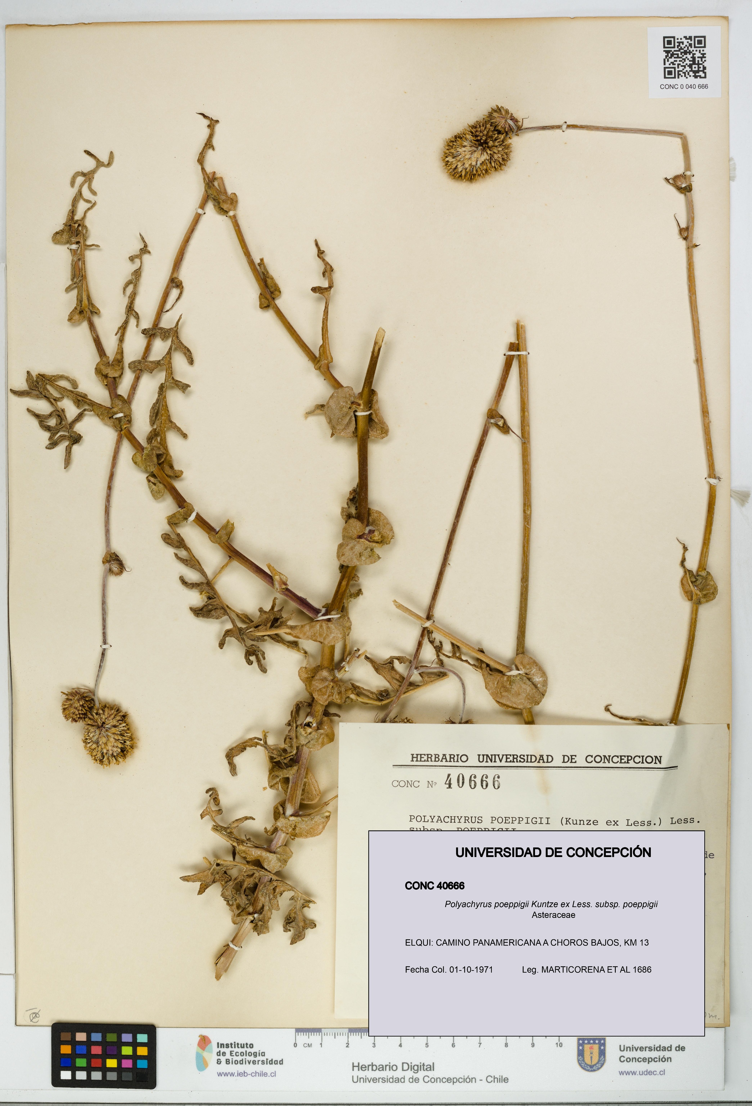 Polyachyrus poeppigii [Espécimen: UDEC:CONC:0040666]