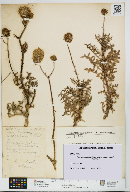 Polyachyrus poeppigii [Espécimen: UDEC:CONC:0040667]