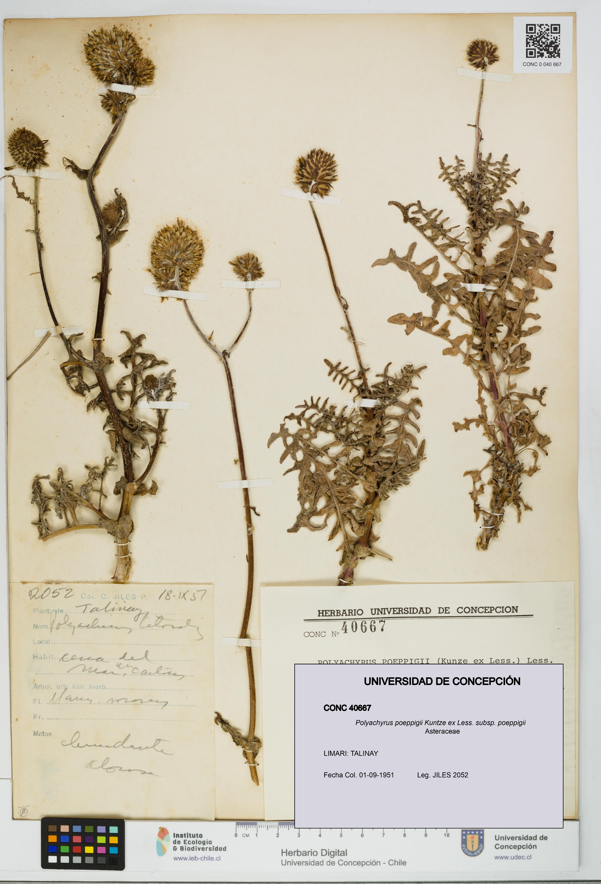 Polyachyrus poeppigii [Espécimen: UDEC:CONC:0040667]