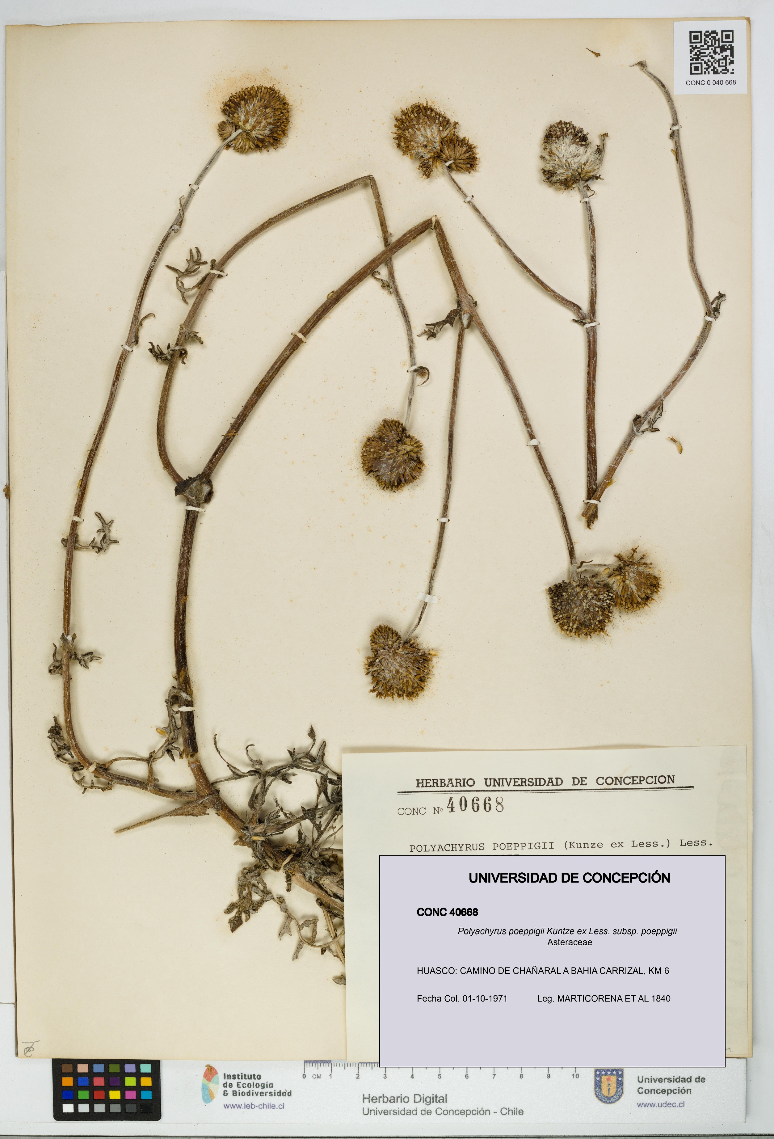 Polyachyrus poeppigii [Espécimen: UDEC:CONC:0040668]