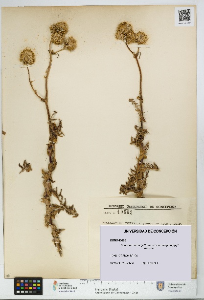 Polyachyrus poeppigii [Espécimen: UDEC:CONC:0040669]