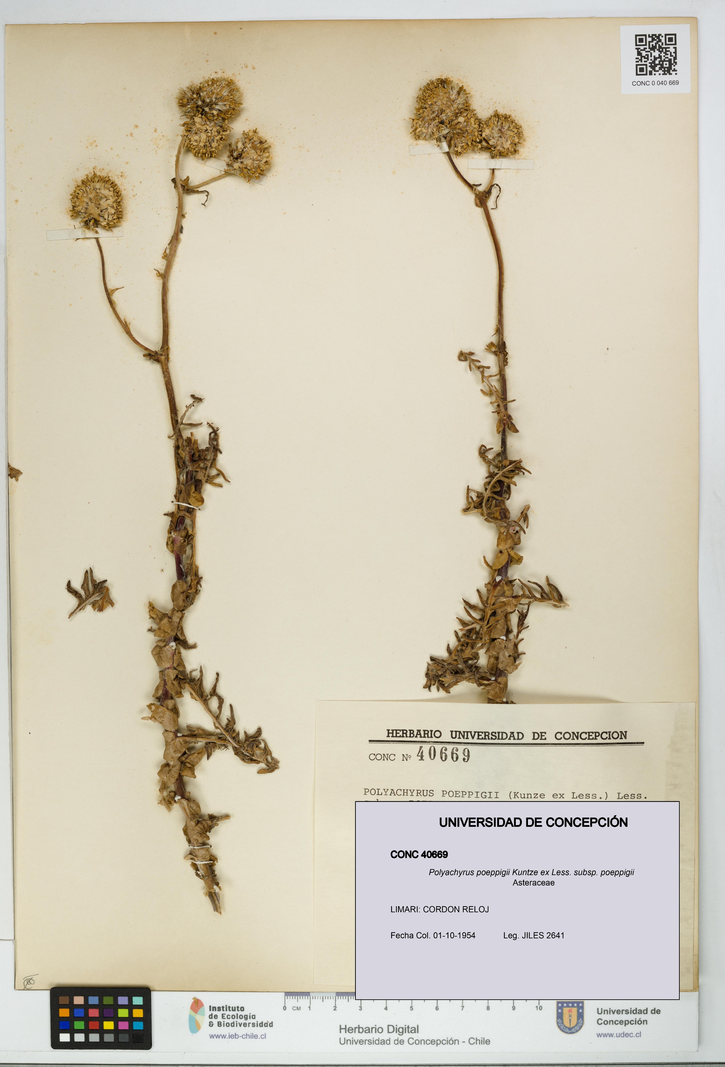 Polyachyrus poeppigii [Espécimen: UDEC:CONC:0040669]