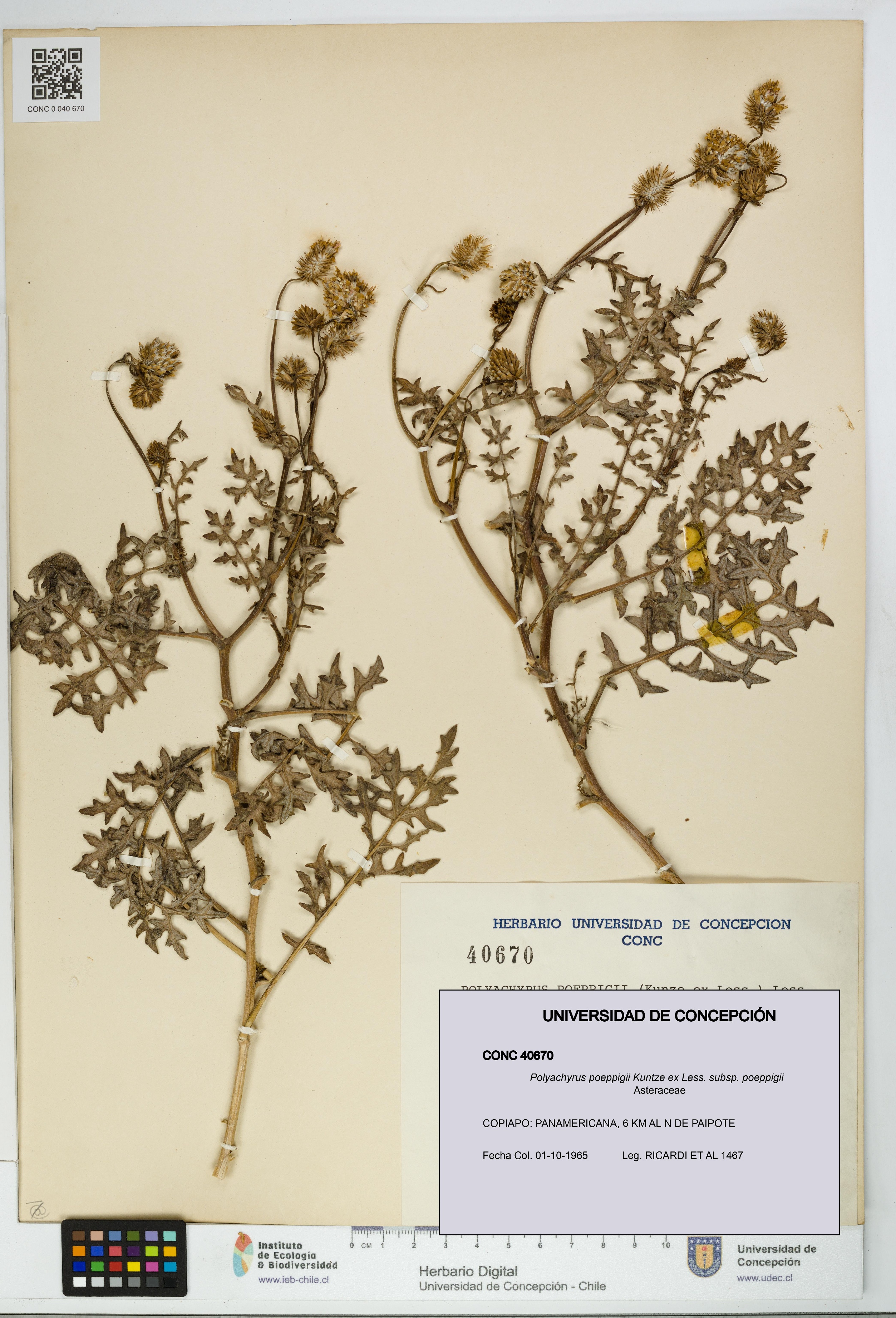 Polyachyrus poeppigii [Espécimen: UDEC:CONC:0040670]