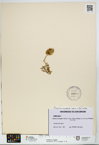 Polyachyrus poeppigii [Espécimen: UDEC:CONC:0040671]