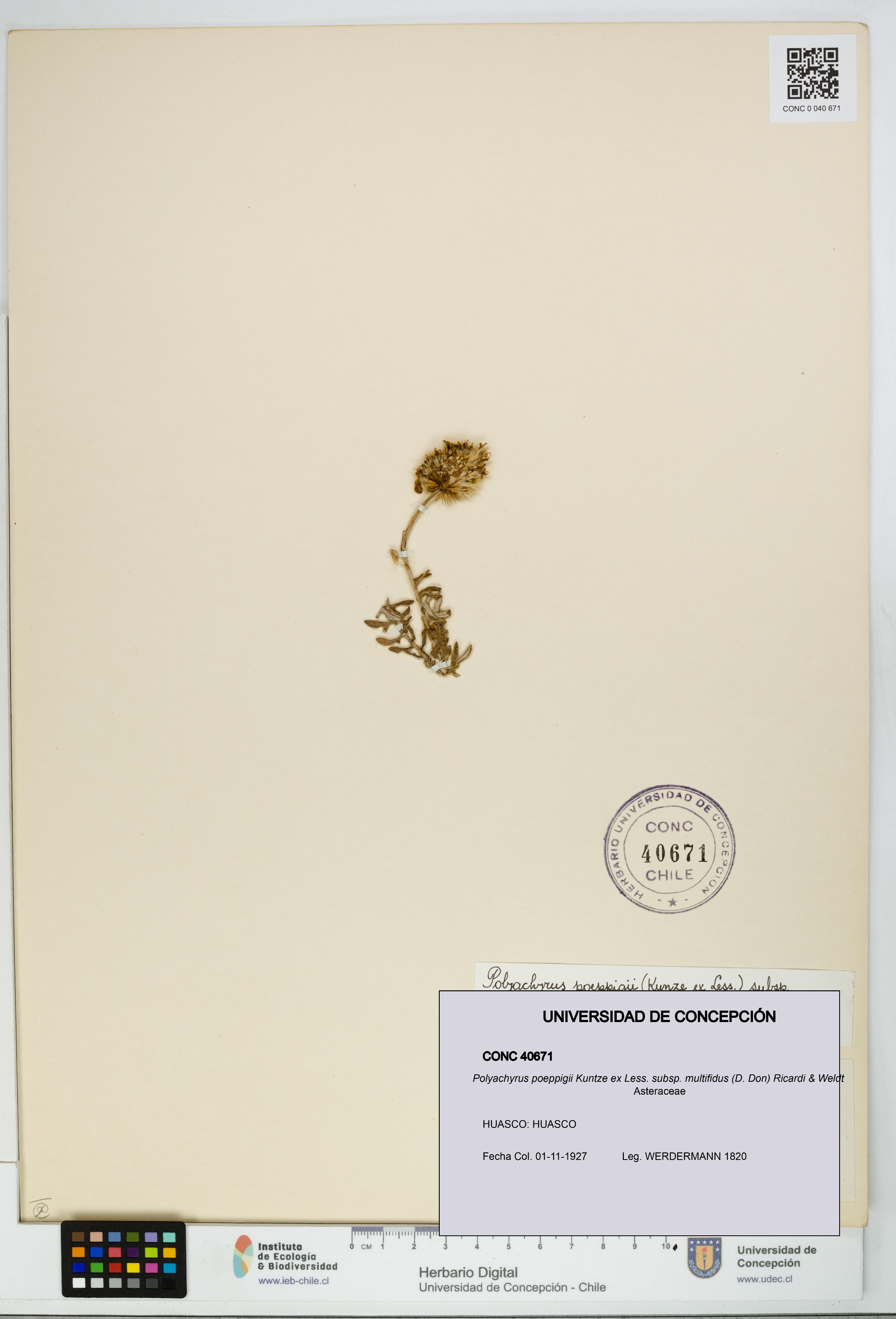 Polyachyrus poeppigii [Espécimen: UDEC:CONC:0040671]
