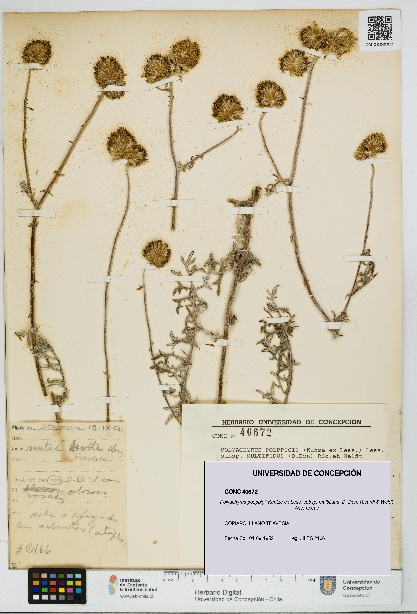 Polyachyrus poeppigii [Espécimen: UDEC:CONC:0040672]