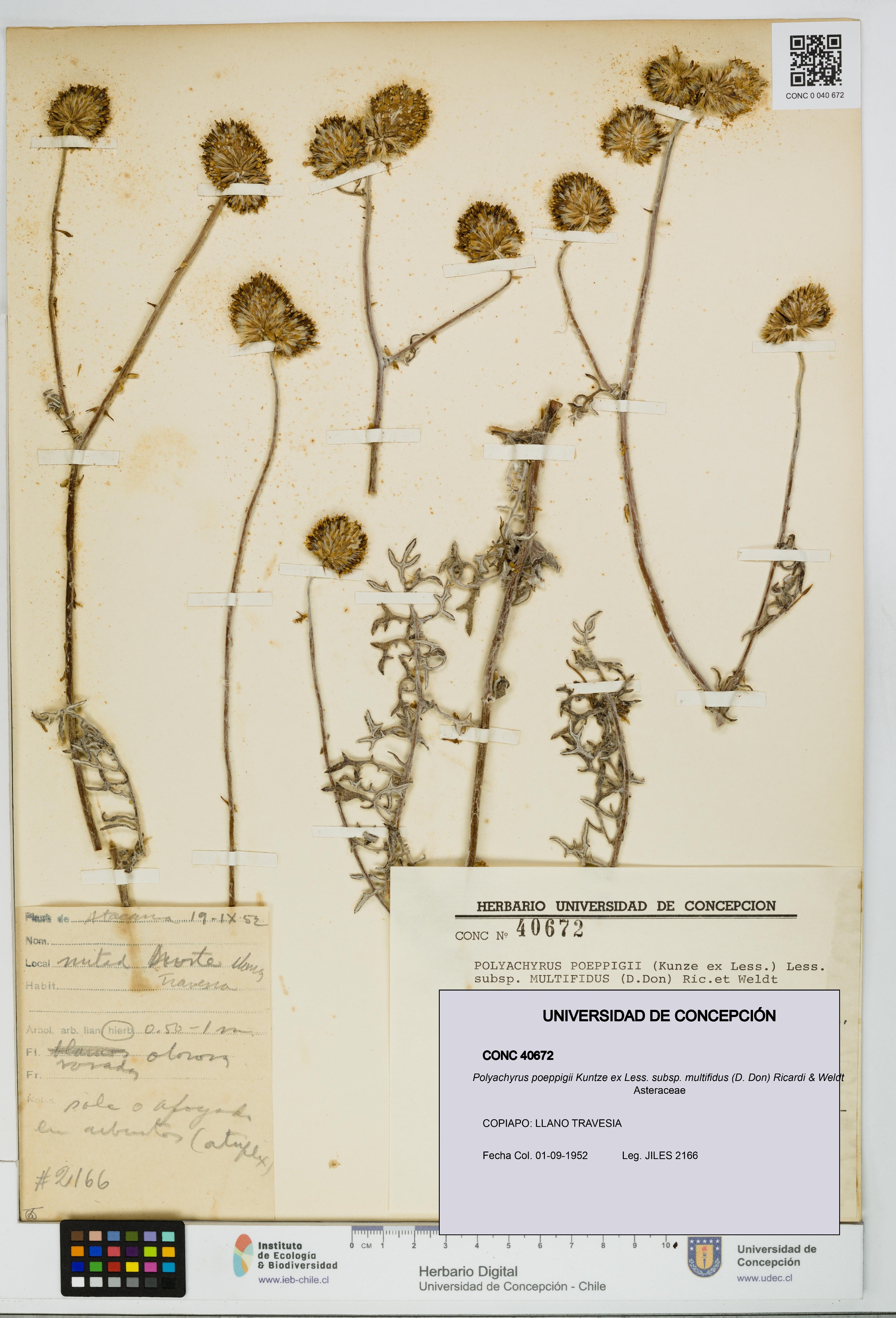 Polyachyrus poeppigii [Espécimen: UDEC:CONC:0040672]