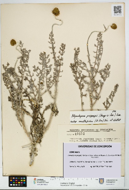 Polyachyrus poeppigii [Espécimen: UDEC:CONC:0040673]