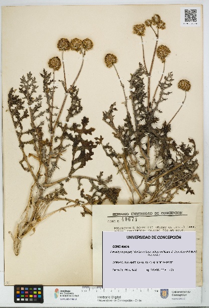 Polyachyrus poeppigii subsp. multifidus [Espécimen: UDEC:CONC:0040674]