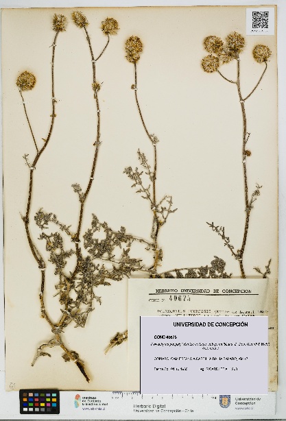 Polyachyrus poeppigii [Espécimen: UDEC:CONC:0040675]