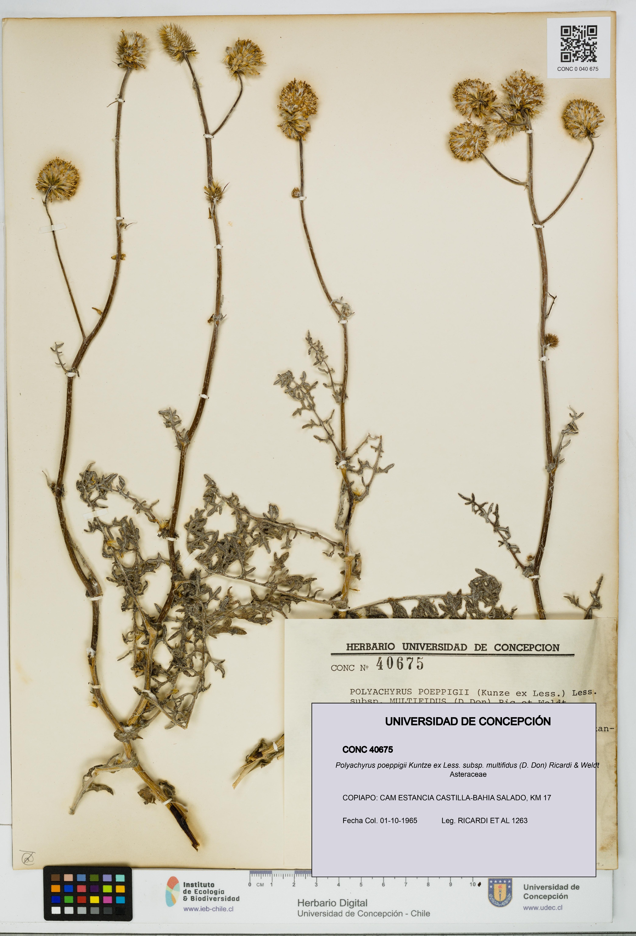Polyachyrus poeppigii [Espécimen: UDEC:CONC:0040675]