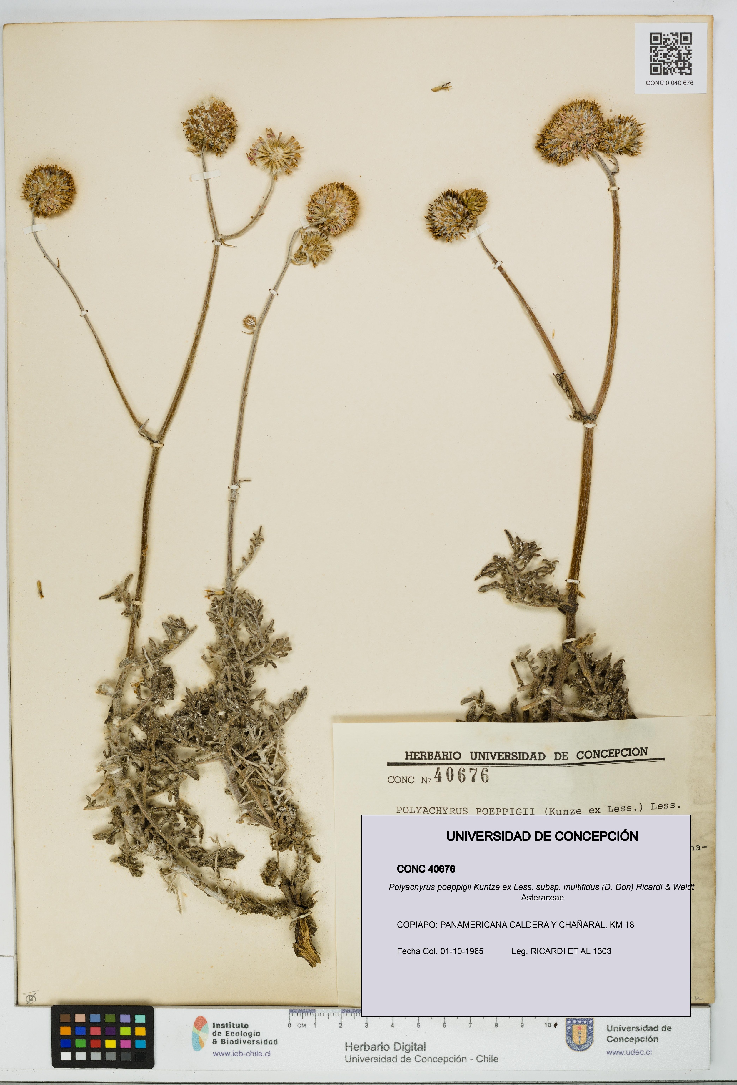 Polyachyrus poeppigii [Espécimen: UDEC:CONC:0040676]