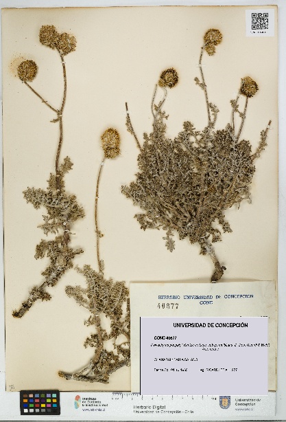 Polyachyrus poeppigii [Espécimen: UDEC:CONC:0040677]