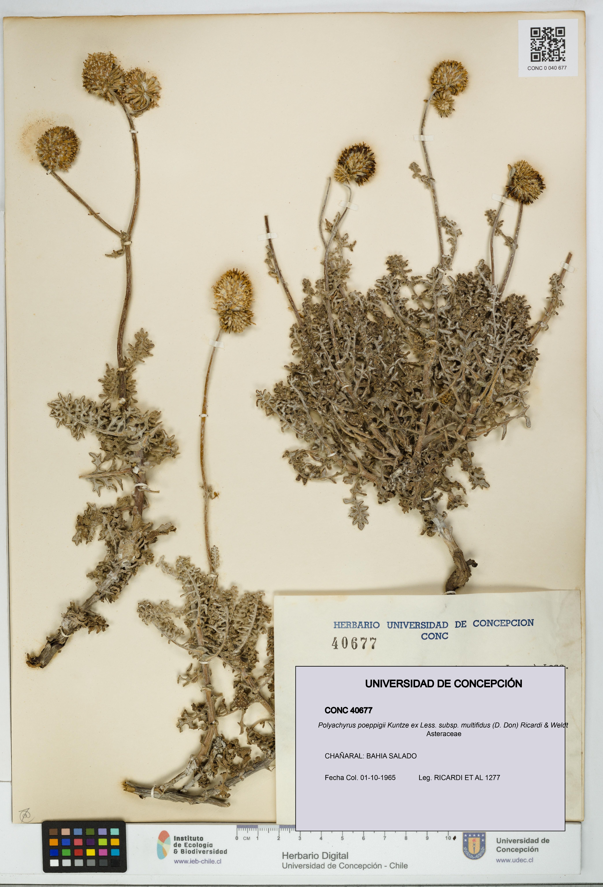 Polyachyrus poeppigii [Espécimen: UDEC:CONC:0040677]