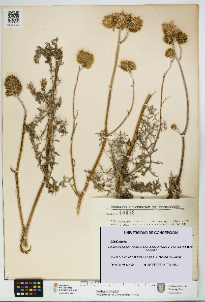 Polyachyrus poeppigii [Espécimen: UDEC:CONC:0040678]
