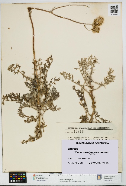 Polyachyrus poeppigii [Espécimen: UDEC:CONC:0040679]