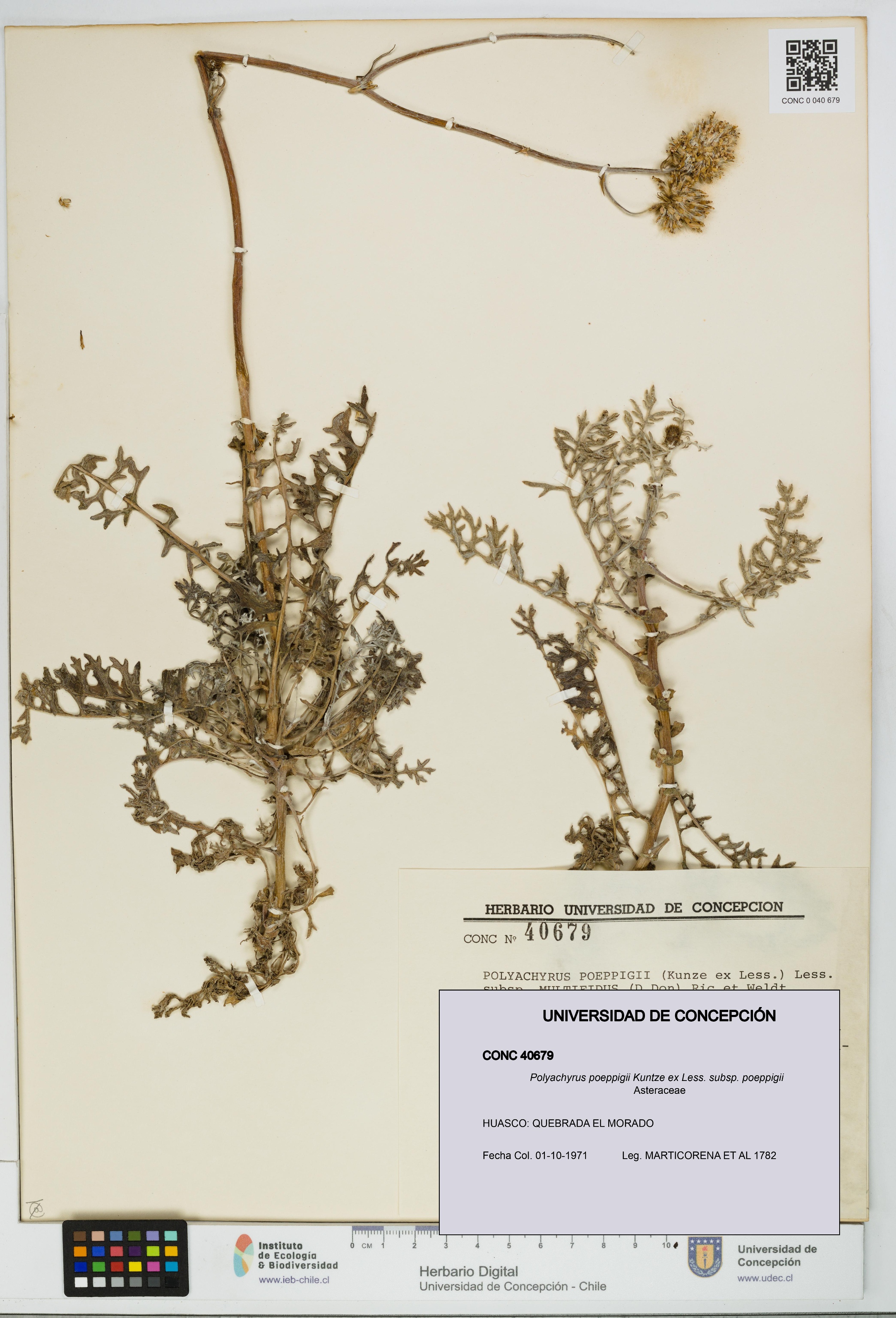 Polyachyrus poeppigii [Espécimen: UDEC:CONC:0040679]