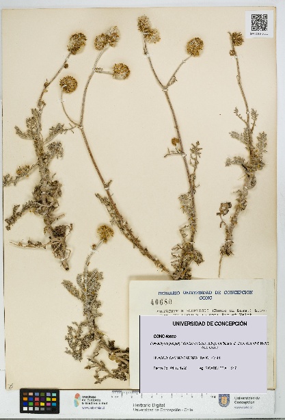 Polyachyrus poeppigii [Espécimen: UDEC:CONC:0040680]