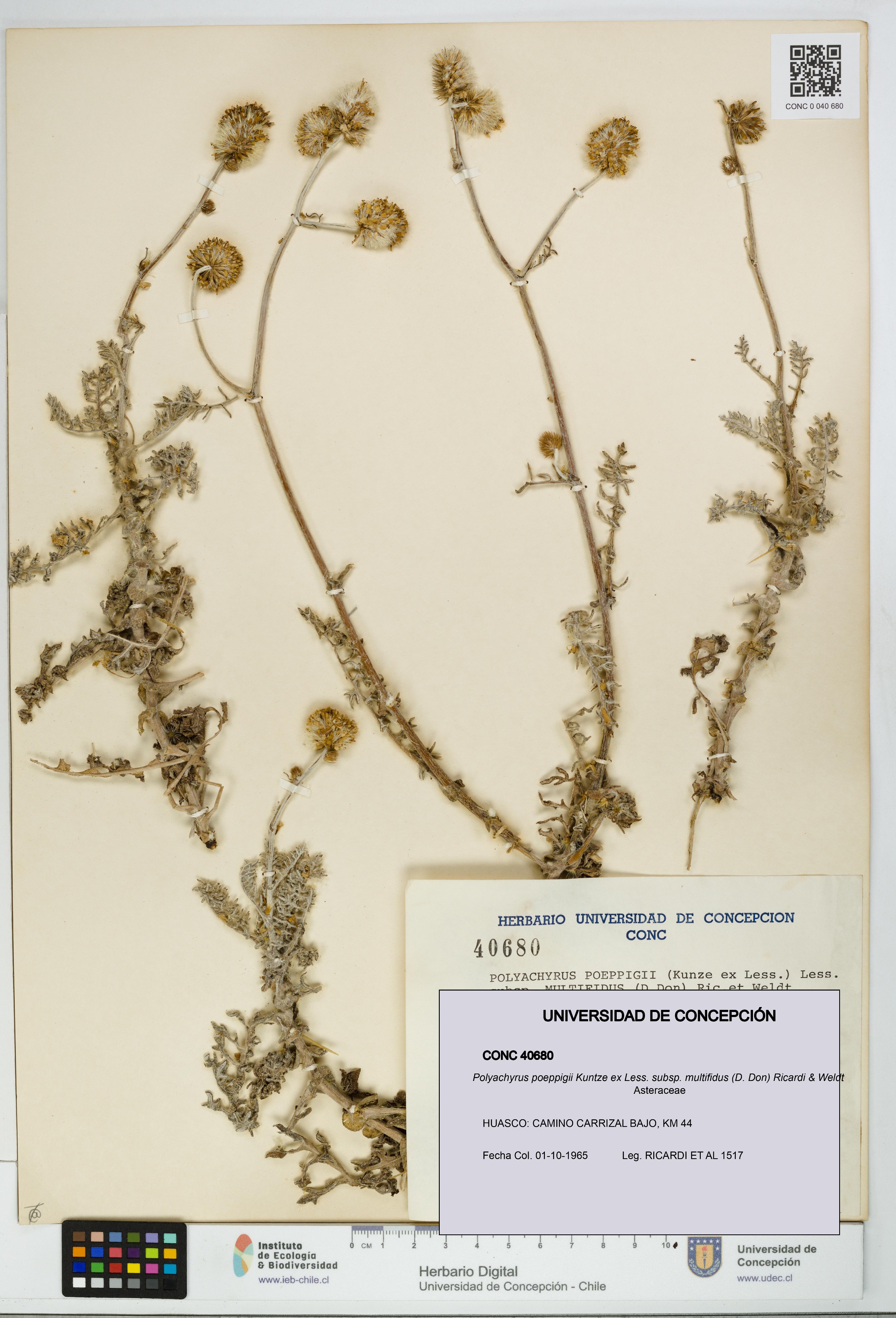 Polyachyrus poeppigii [Espécimen: UDEC:CONC:0040680]