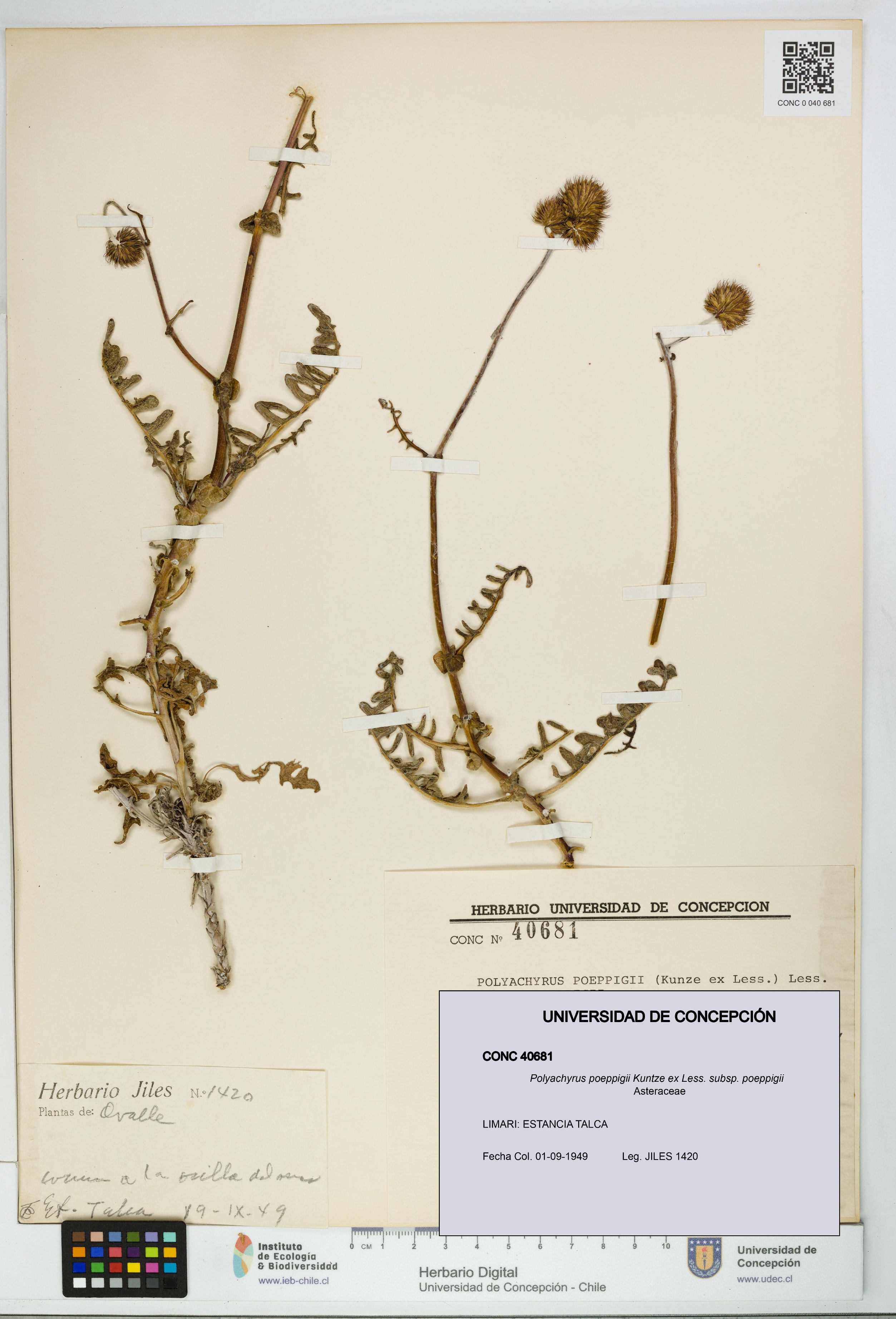Polyachyrus poeppigii [Espécimen: UDEC:CONC:0040681]