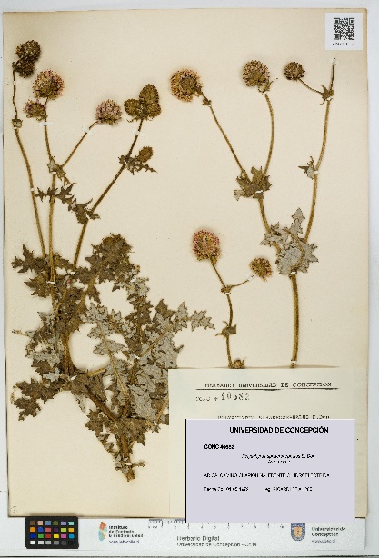 Polyachyrus sphaerocephalus [Espécimen: UDEC:CONC:0040682]
