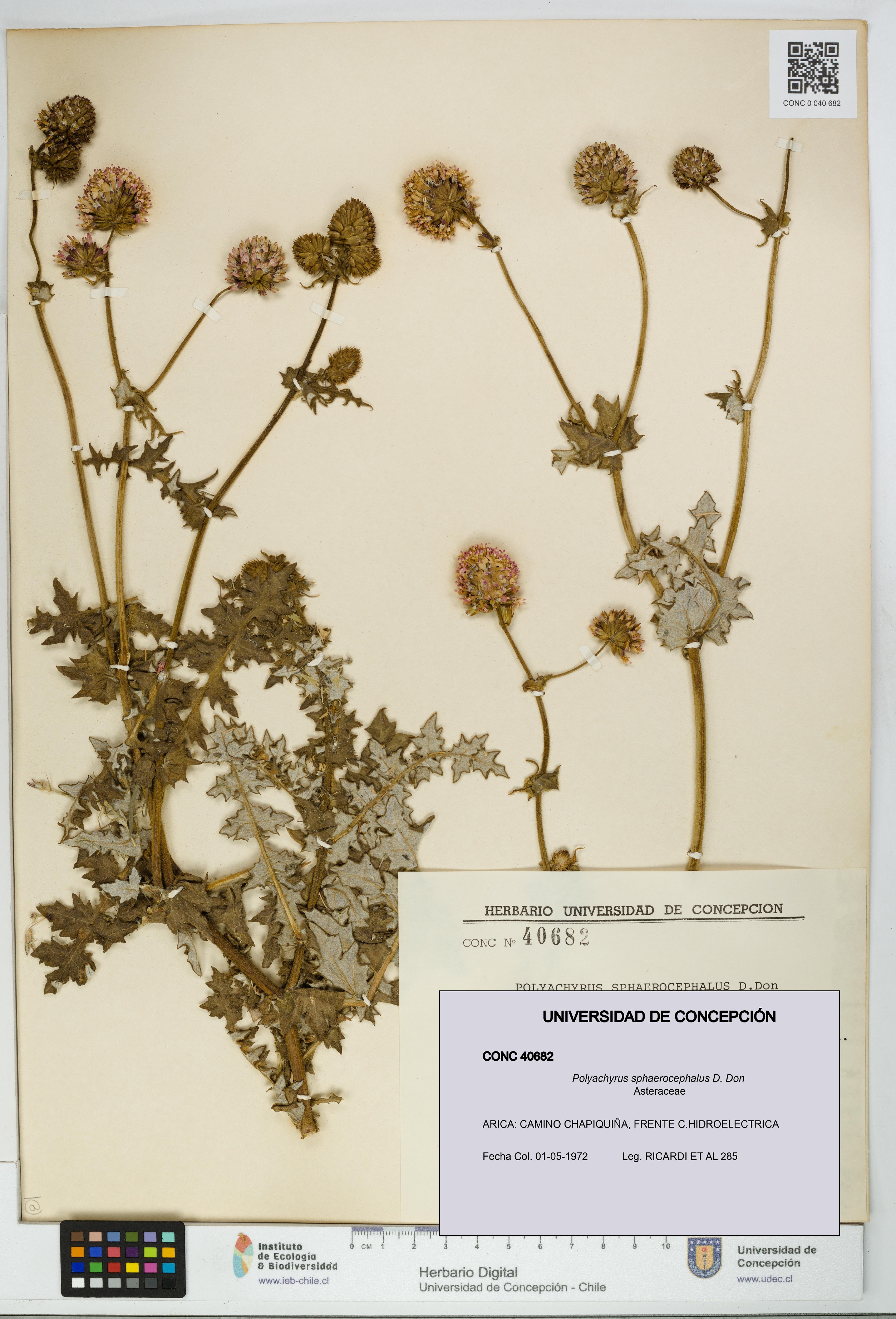 Polyachyrus sphaerocephalus [Espécimen: UDEC:CONC:0040682]