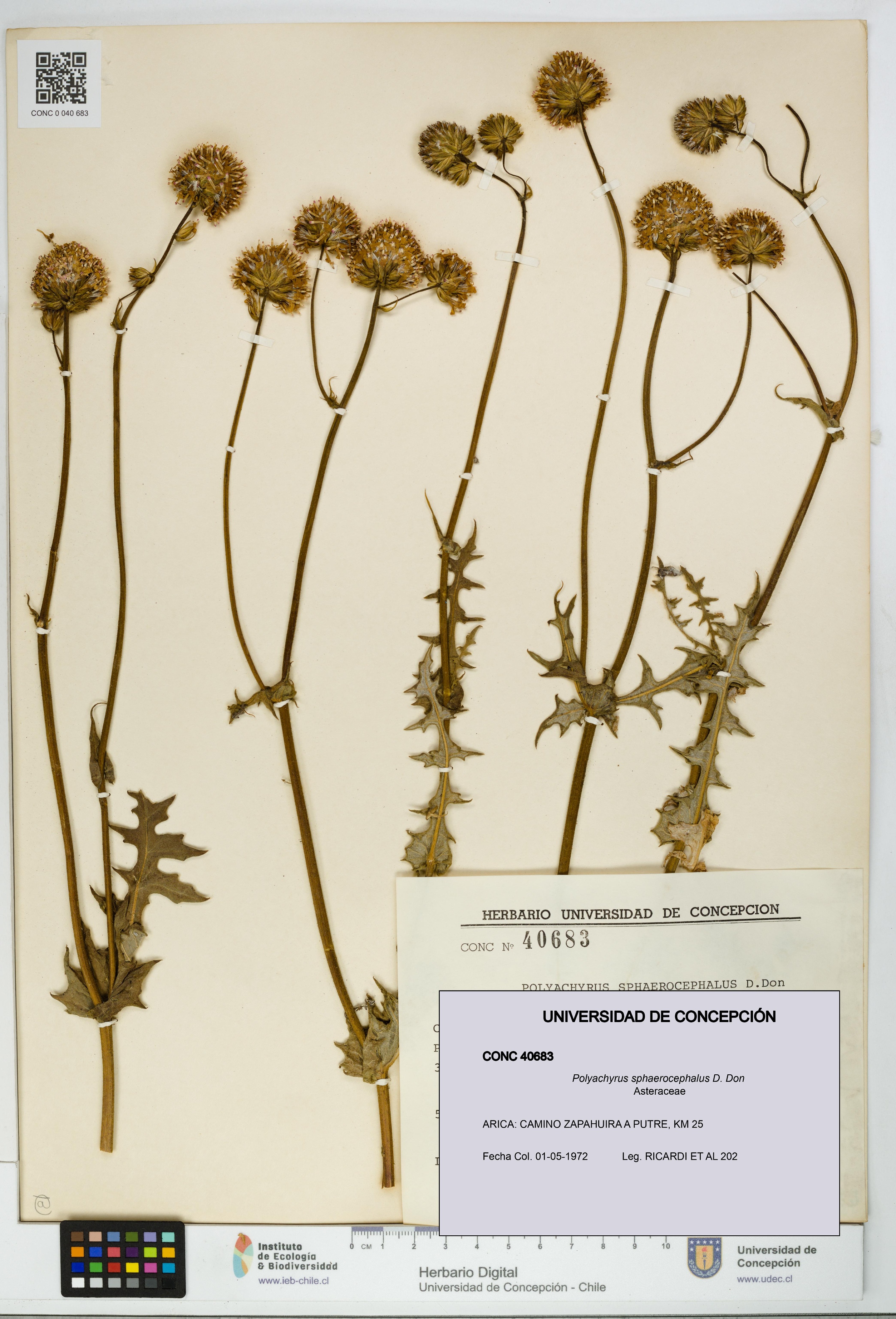 Polyachyrus sphaerocephalus [Espécimen: UDEC:CONC:0040683]