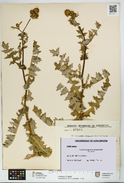 Polyachyrus sphaerocephalus [Espécimen: UDEC:CONC:0040684]