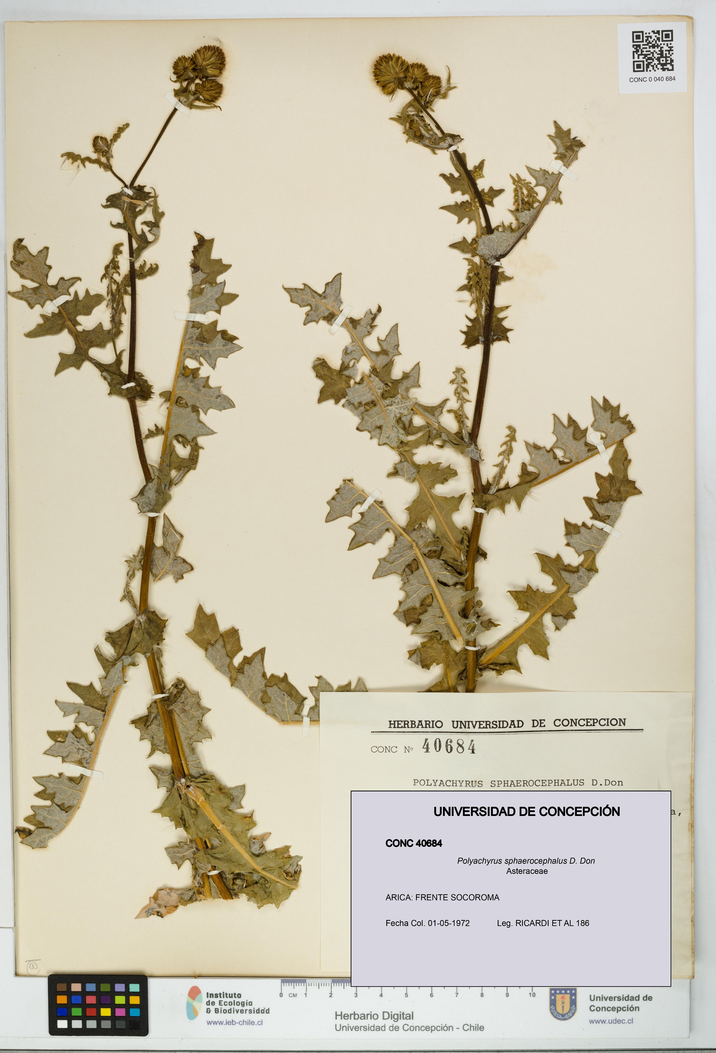 Polyachyrus sphaerocephalus [Espécimen: UDEC:CONC:0040684]