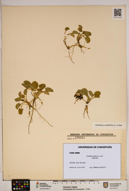 Centella asiatica [Espécimen: ]