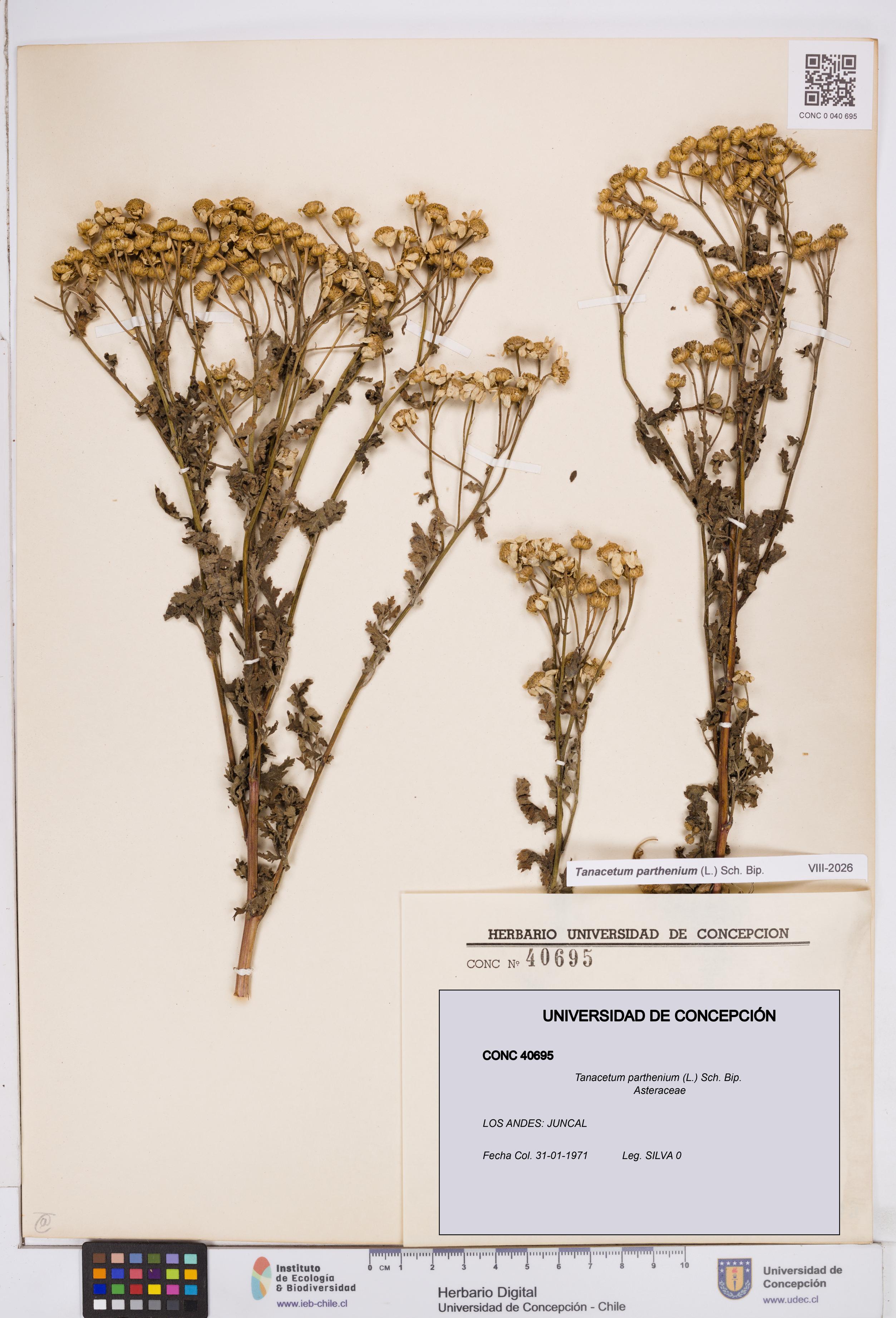 Tanacetum parthenium [Espécimen: ]