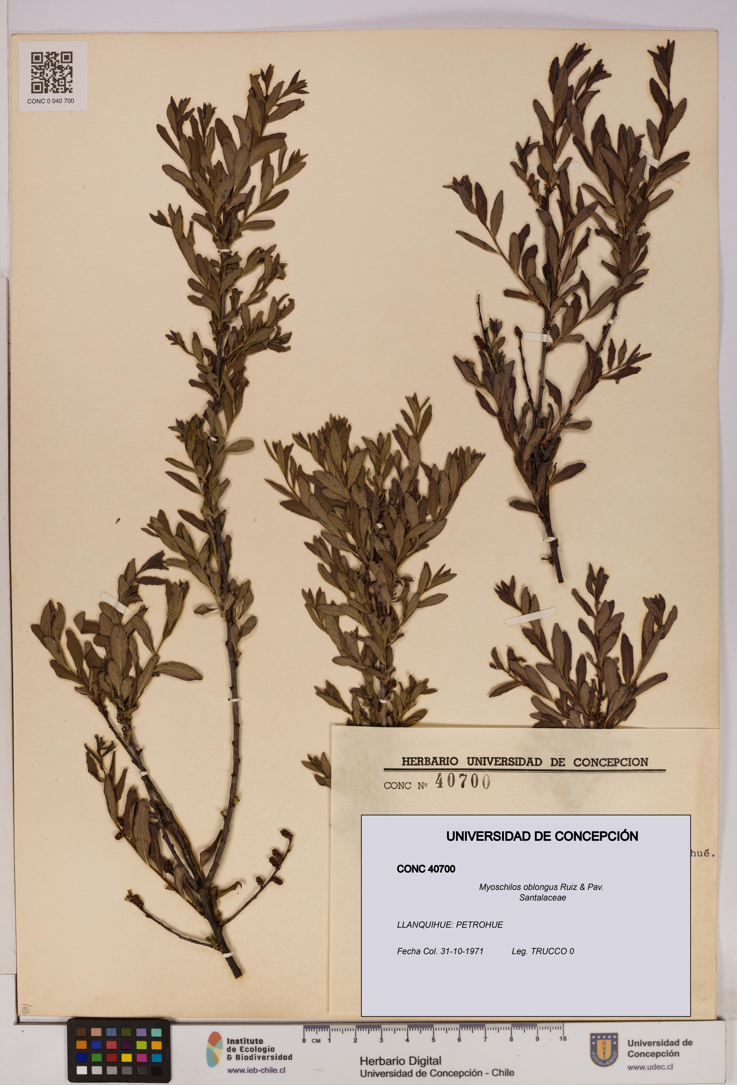 Myoschilos oblongus [Espécimen: UDEC:CONC:0040700]