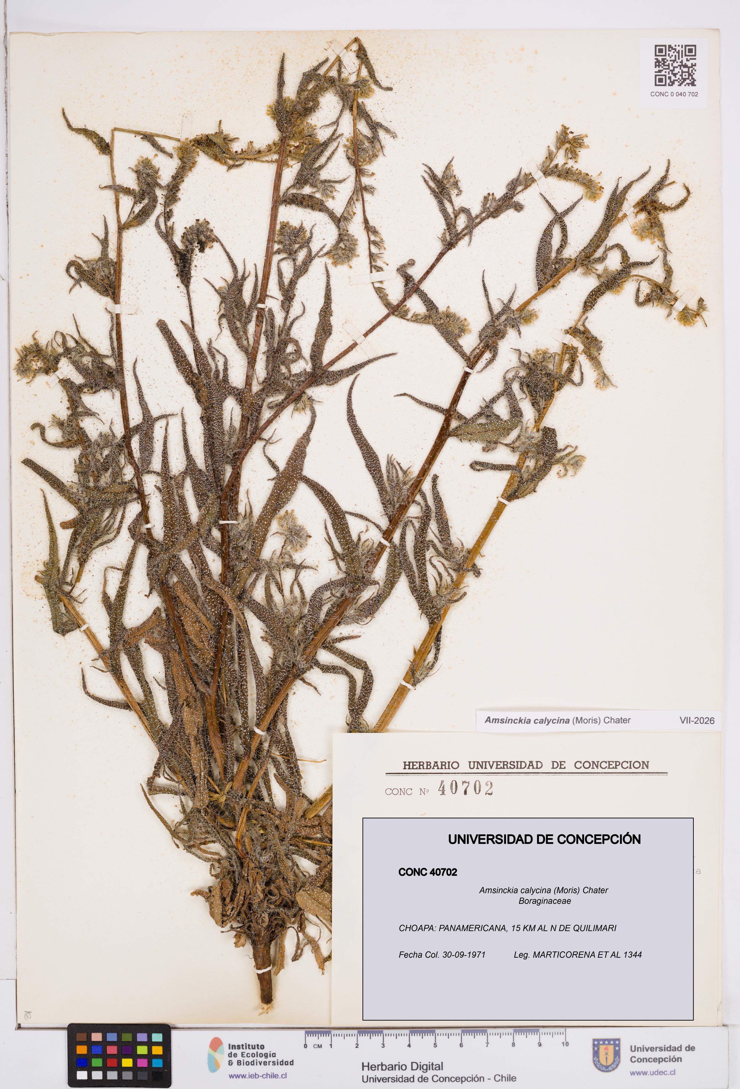 Amsinckia calycina [Espécimen: ]