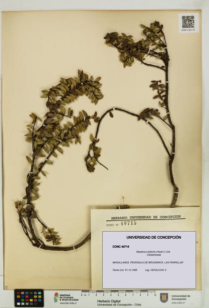 Maytenus disticha [Espécimen: UDEC:CONC:0040715]