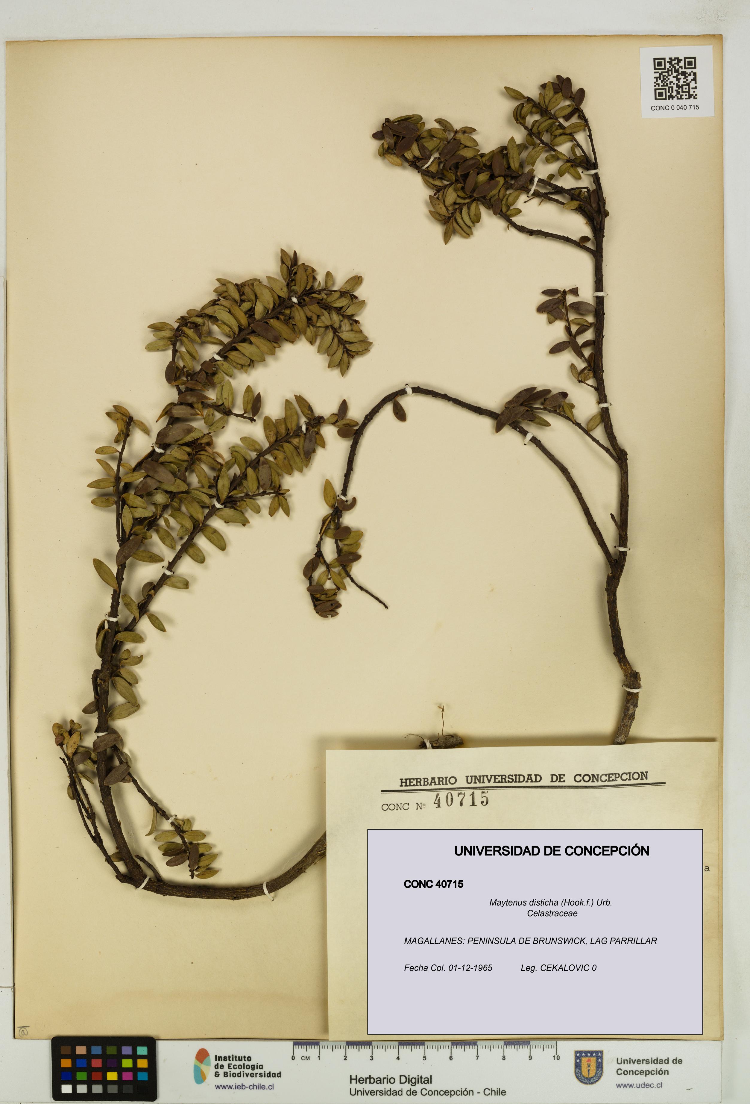 Maytenus disticha [Espécimen: UDEC:CONC:0040715]