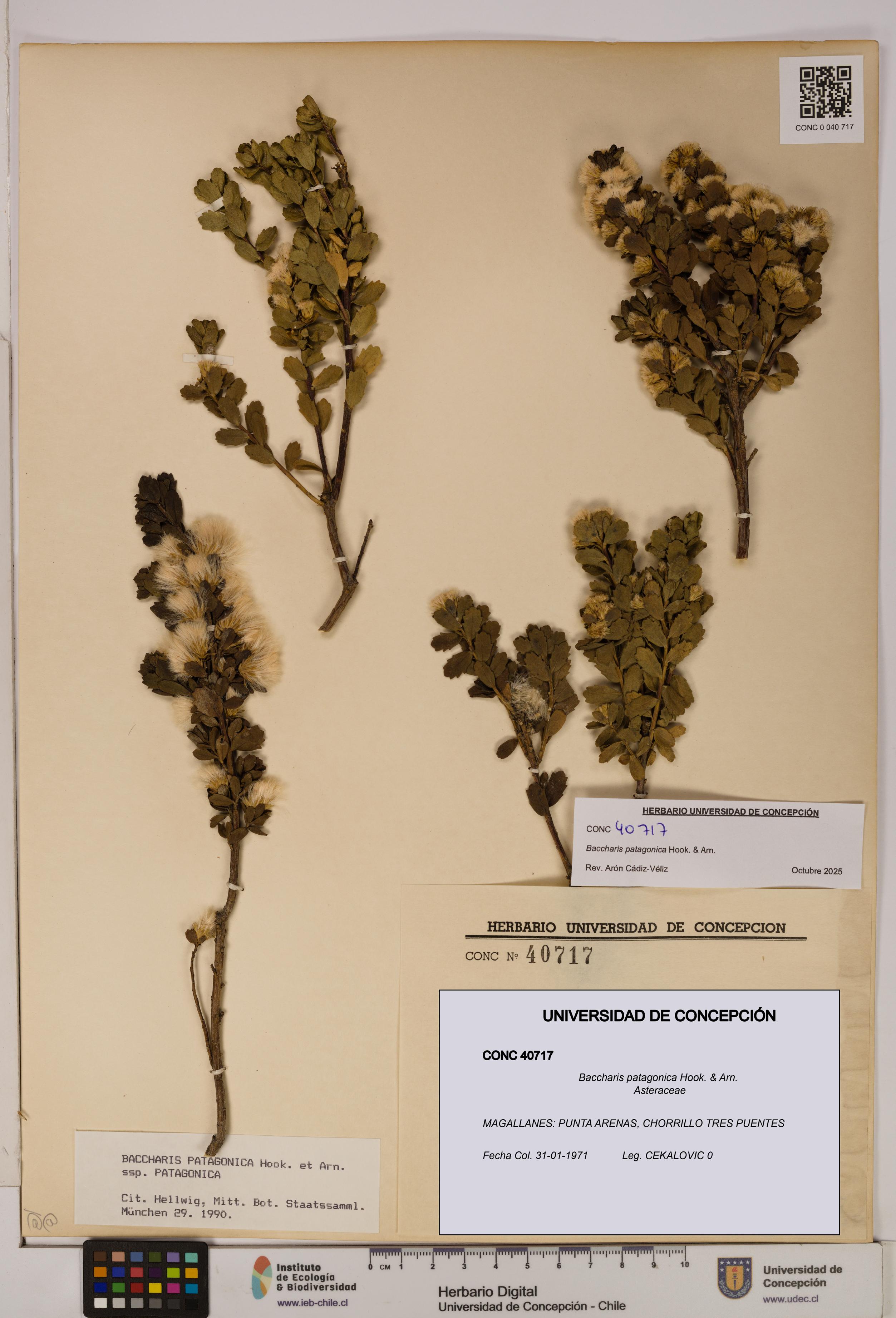 Baccharis patagonica [Espécimen: UDEC:CONC:0040717]