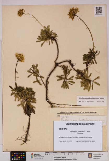 Haplopappus bustillosianus [Espécimen: UDEC:CONC:0040725]