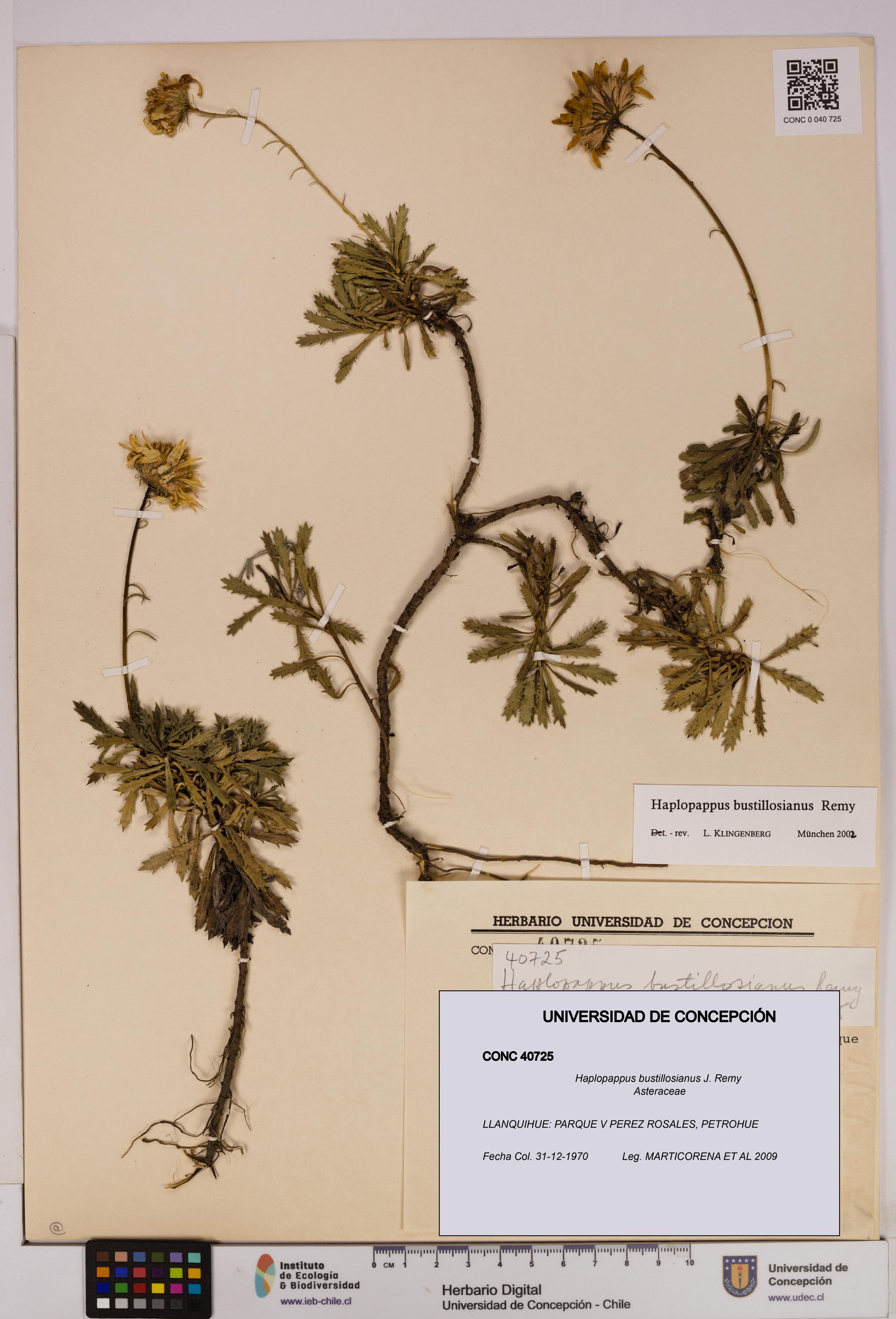 Haplopappus bustillosianus [Espécimen: UDEC:CONC:0040725]