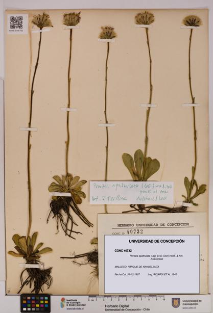 Perezia spathulata [Espécimen: UDEC:CONC:0040732]