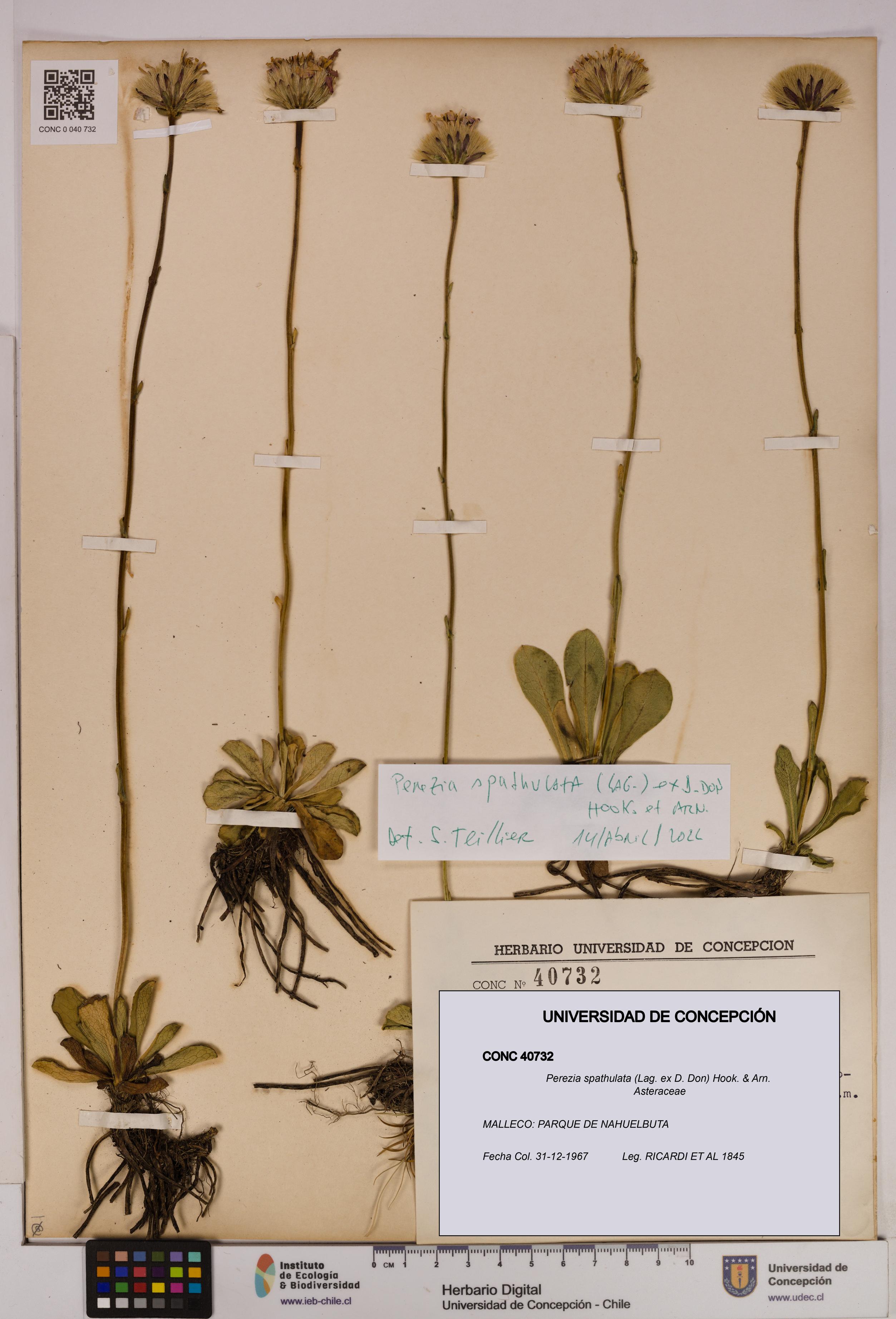 Perezia spathulata [Espécimen: UDEC:CONC:0040732]