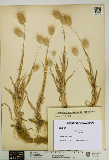 Lagurus ovatus [Espécimen: UDEC:CONC:0040736]