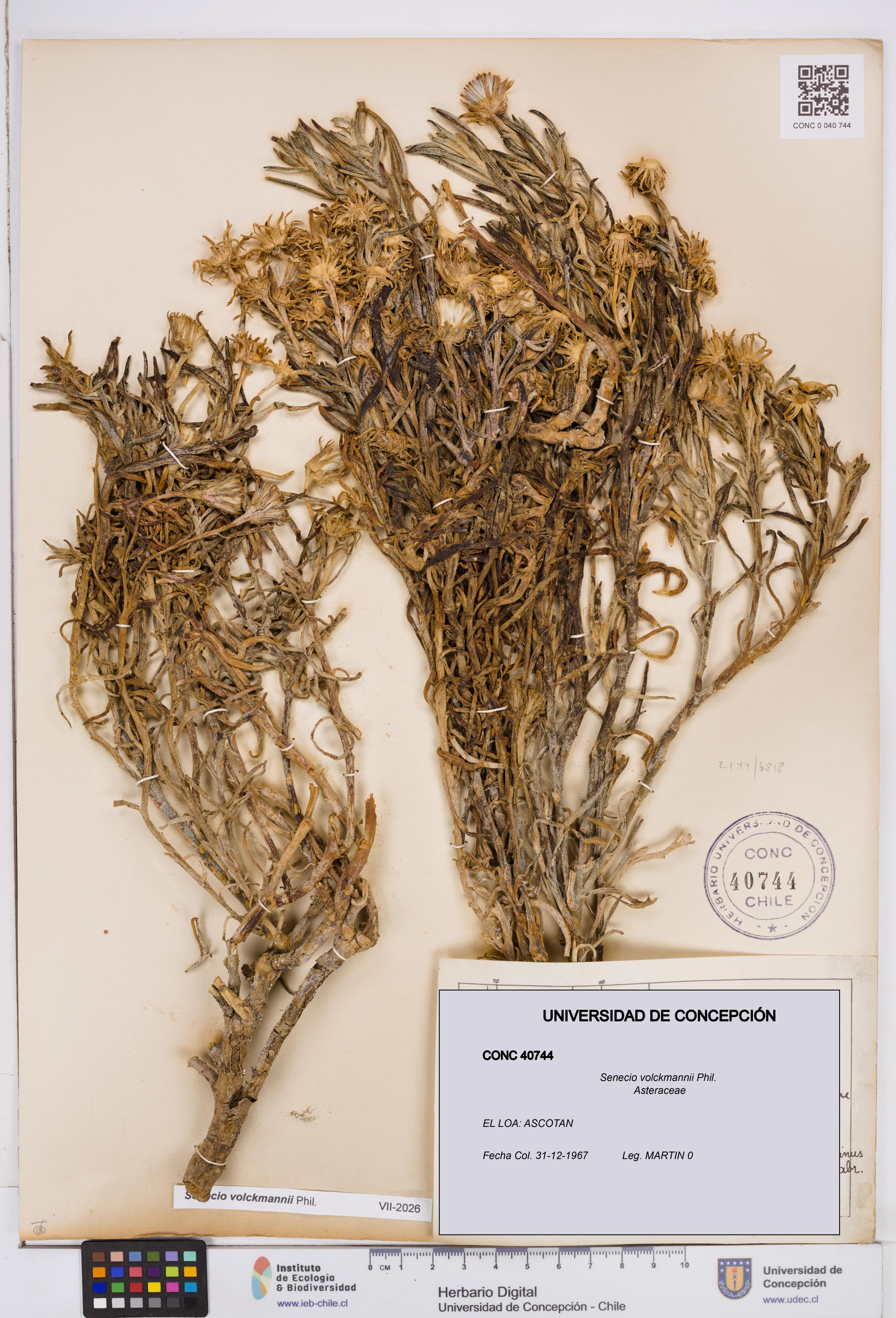 Senecio volckmannii [Espécimen: ]