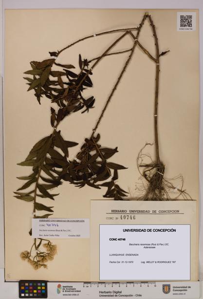 Baccharis racemosa [Espécimen: UDEC:CONC:0040746]