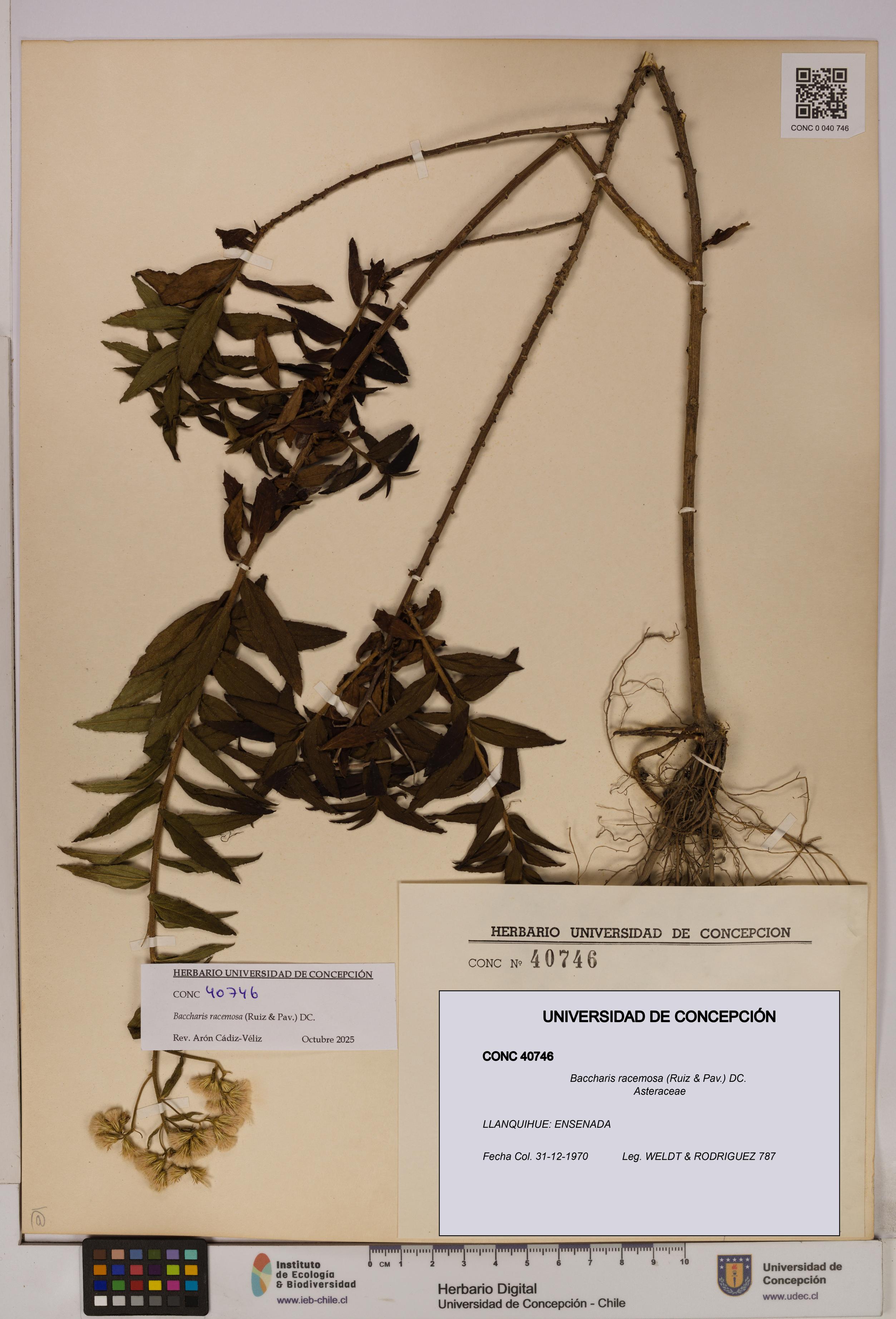 Baccharis racemosa [Espécimen: UDEC:CONC:0040746]