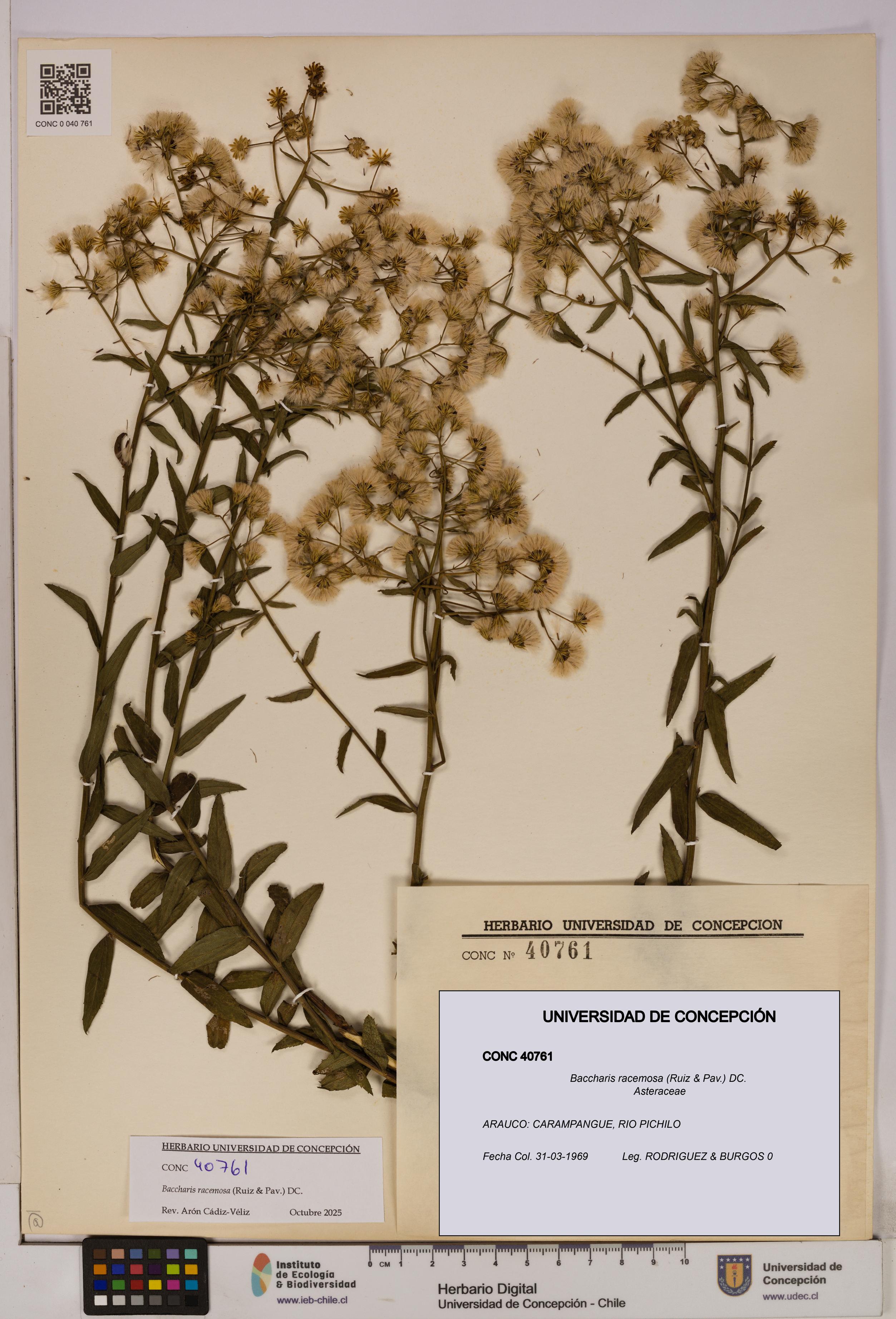 Baccharis racemosa [Espécimen: UDEC:CONC:0040761]