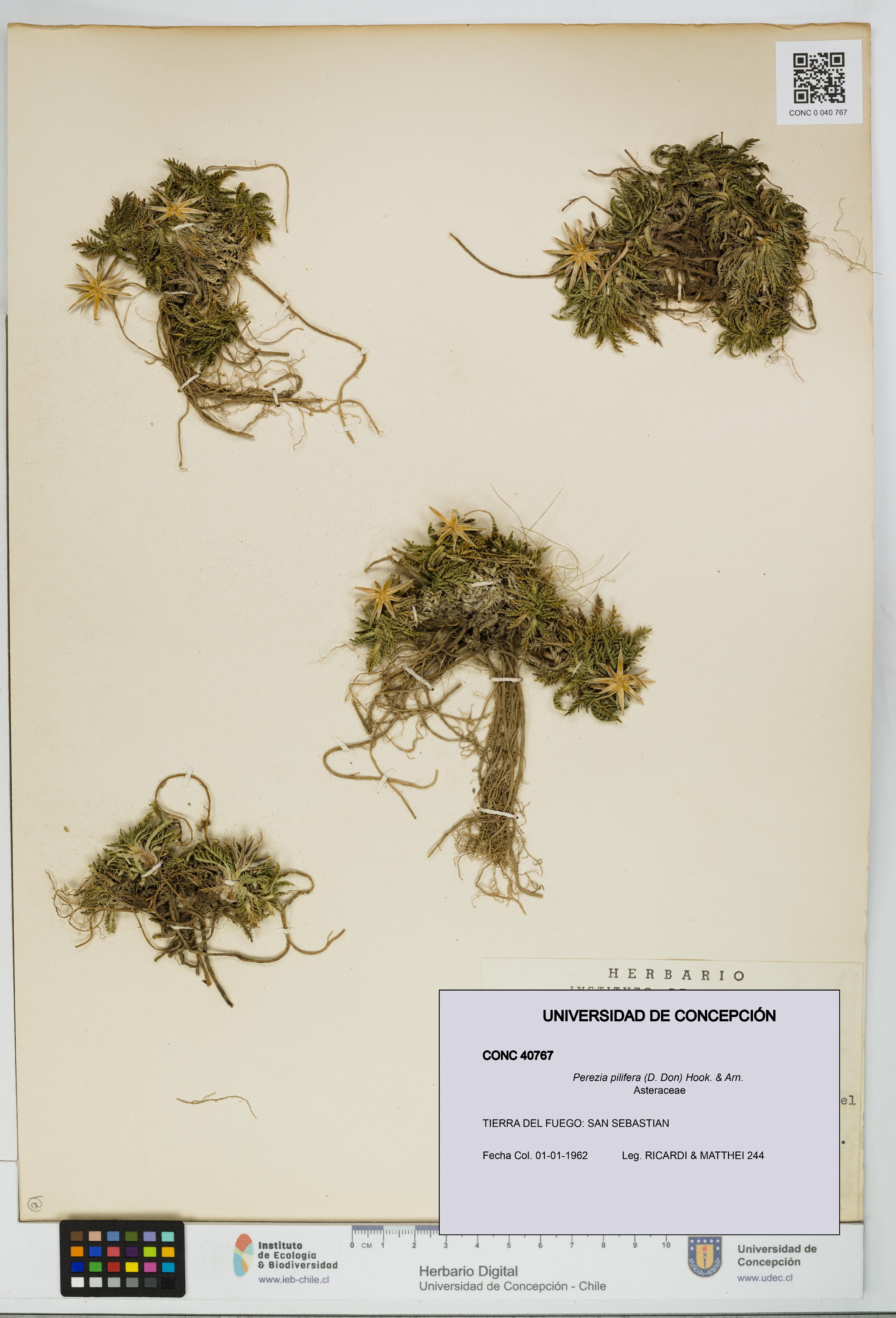 Perezia pilifera [Espécimen: UDEC:CONC:0040767]
