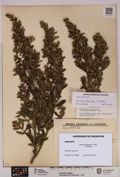 Baccharis elaeoides [Espécimen: UDEC:CONC:0040772]