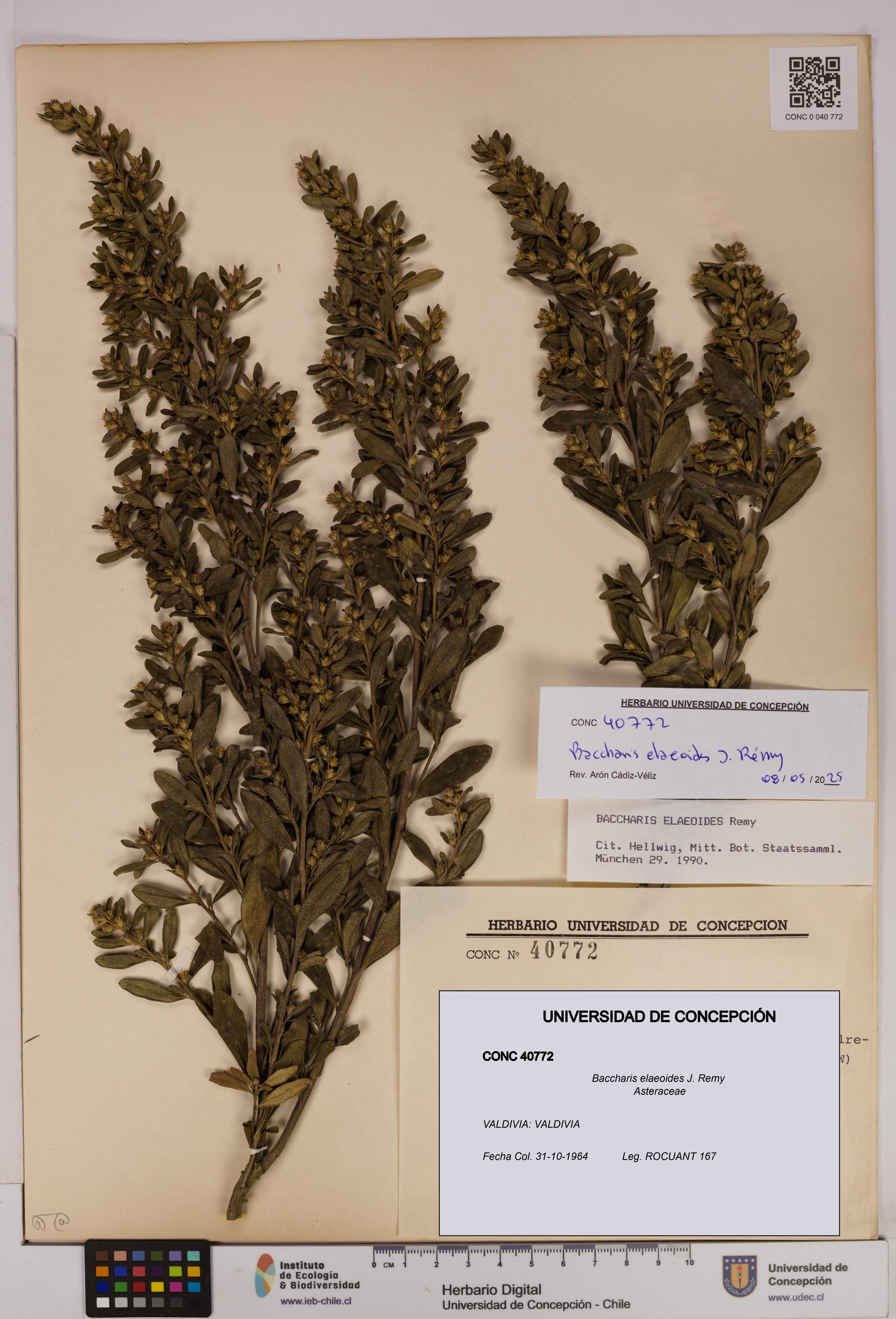 Baccharis elaeoides [Espécimen: UDEC:CONC:0040772]